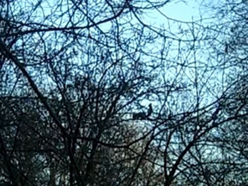 Ecureuil Fou à Central Park