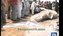 Fishermen caught a shark off Karachi sea that weighs 3300 KG and is 18 feet long