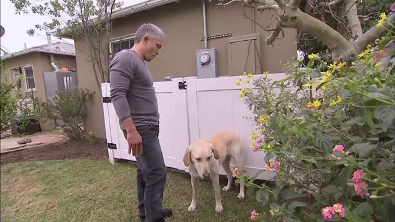 Dog Whisperer - Cesar's Worst Bite