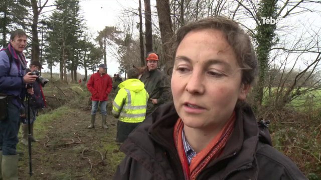 Saint-Gonnery (56). Débardage à cheval sur les bords de l'Hilvern
