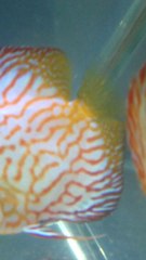 Yavru Discus