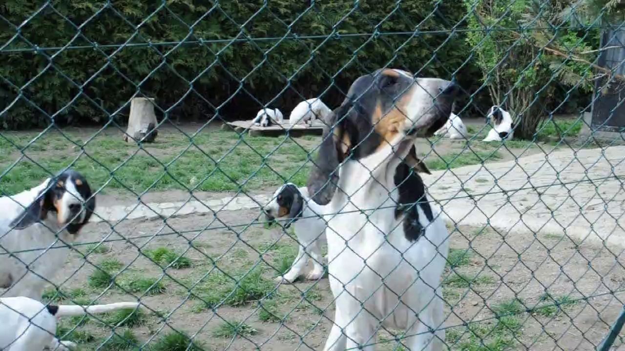 Garonne avec ses chiots mars 2014