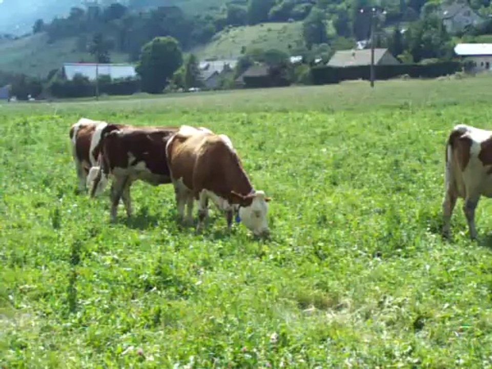 Vaches Ding-Dong