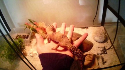 premier suivie delvage de mon gecko leopard