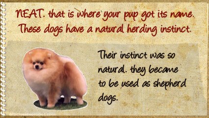 How To Potty Train Your Pomerainian Before It Trains You!