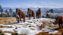 Inbreeding May Have Caused Woolly Mammoth Extinction