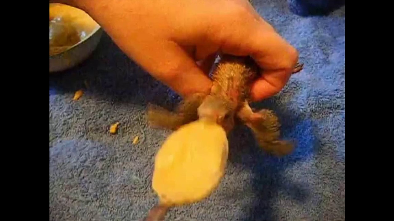 BIRD vidéo