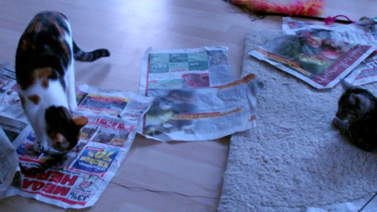 Chili und Curry Zusammenführung Tag 2