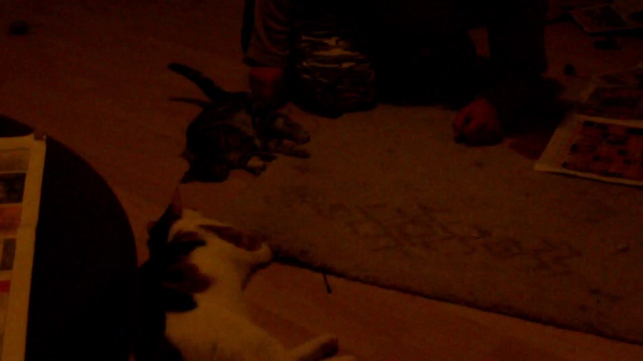 Chili und Curry Zusammenführung Tag 3