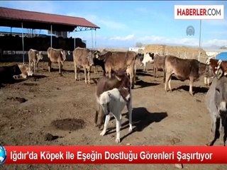 Iğdır'da Köpek ile Eşeğin Dostluğu Görenleri Şaşırtıyor