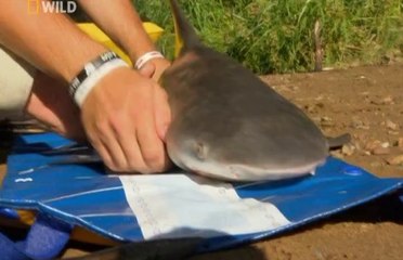 Речная Акула