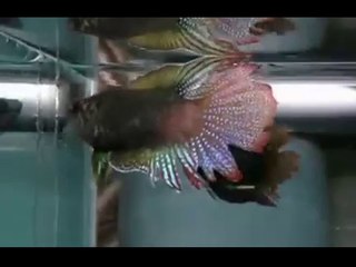 Cá cờ đuôi quạt đá nhau - Macropodus ocellatus (Round tail paradisefish) fighting 3