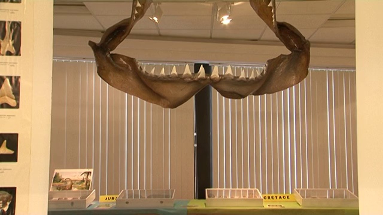 Cavalaire - Exposition Les Fossiles