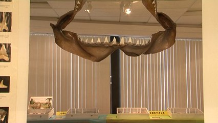 Cavalaire - Exposition Les Fossiles