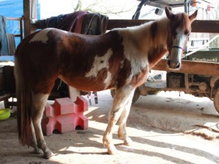 Spirits time at Reinhill Ranch!  When she was there to get backed!:)