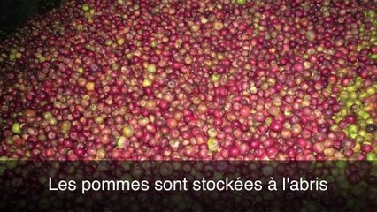 Le ramassage des pommes au Lieu-Roussel