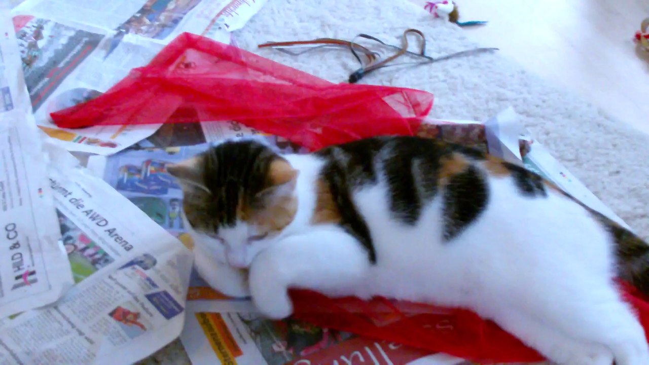 Chili und Curry Zusammenführung Tag 4