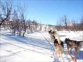 Souvenir des malamutes des Rives de l'Ourse