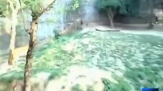 Drunk man jumps into lions' enclosure