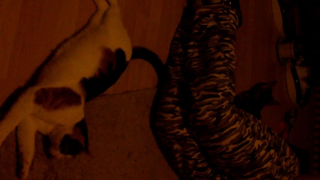 Chili und Curry Zusammenführung Tag 6