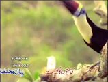 Zameen Se Lekar Aasman Tak- Full HD Latest Naat By Al Haaj Fasih Uddin Sohervardi