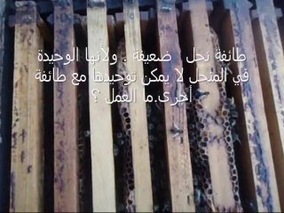 Comment sauver une colonie d'abeilles faible ?  .إنقاذ خلية نحل ضعيفة