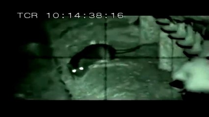 Environ Pest Control - Rat Attack in London