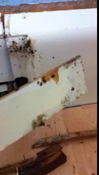 Bedbugs in London and bedbug control by Environ pest control