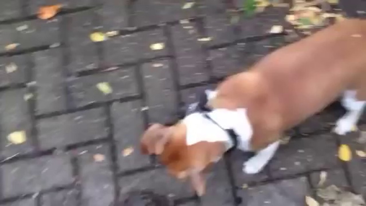 Giant rat control with Kimba the Plummer terrier in London