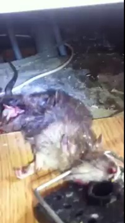 Big rat caught by Environ pest control