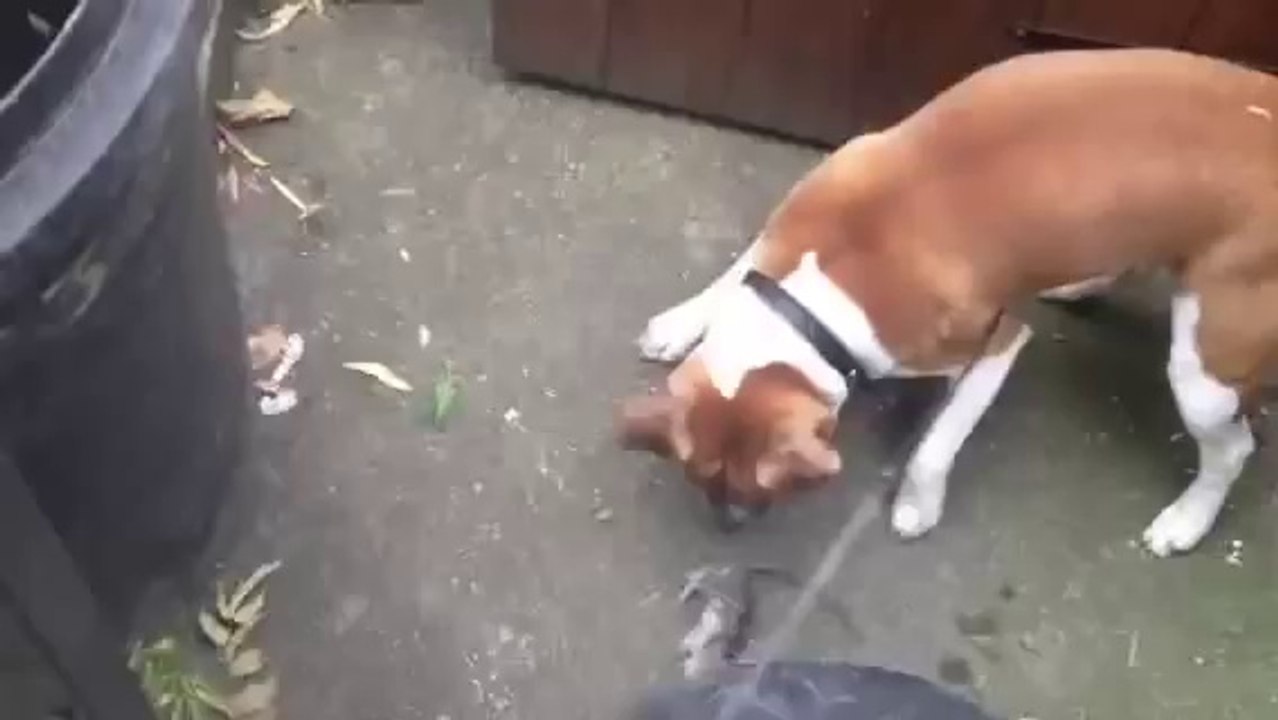 Emergency rat control call out with Kimba the Plummer terrier