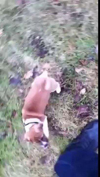 Kimba in training