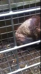 Fox with severe mange caught by Environ pest control