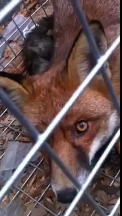 London fox control by Environ Pest Control