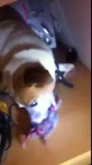 Rat control in Kensington with Charlie and Ricky of Environ