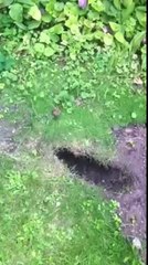 Urban Fox control in London by Environ Pest Control