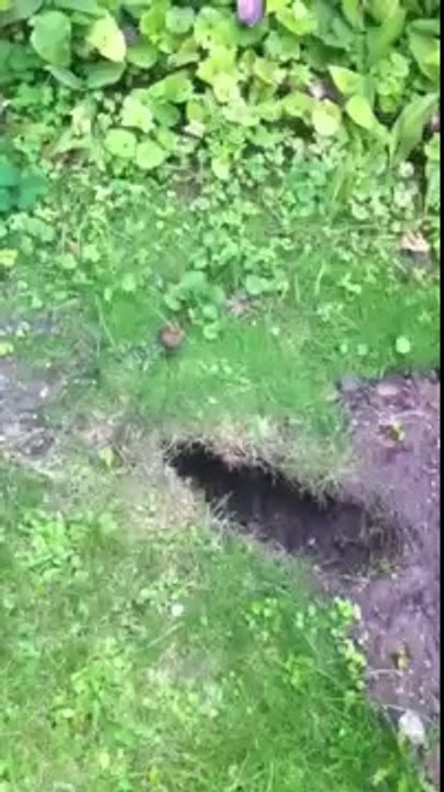 Urban Fox control in London by Environ Pest Control