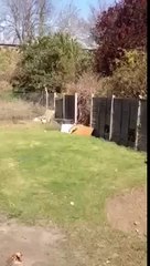 Fox attack on Plummer terrier puppy in London garden