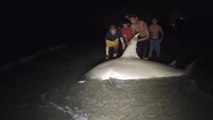 Boy Catches Giant 14ft/700lb Hammerhead Shark Off The Beach Using Rod And Reel!