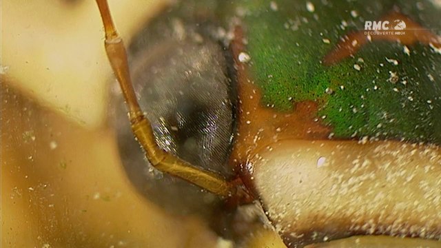 Conflits dans la nature - Conflits dans une mare