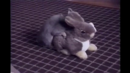 hilarious animals moments compilation