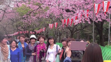 Cherry blossoms wow tourists in Tokyo