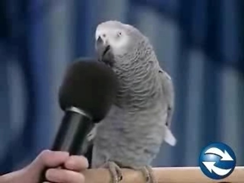 Funny Perroquet