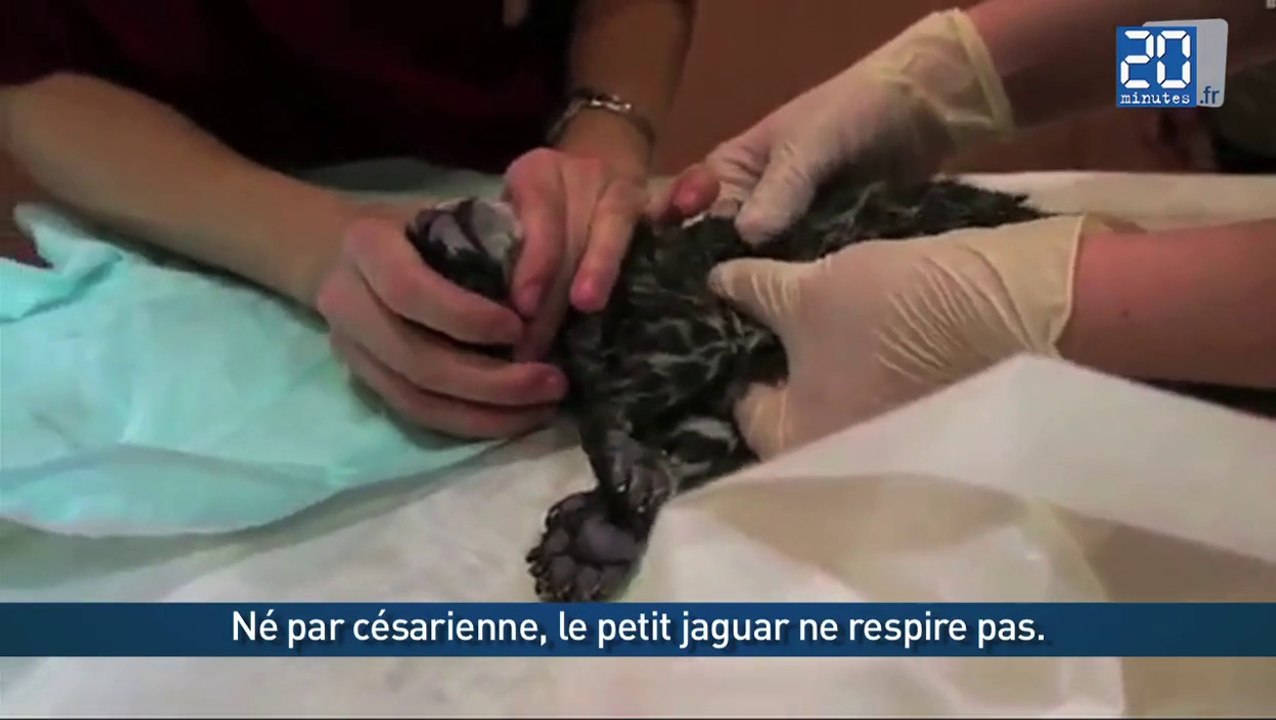 Un bébé jaguar est sauvé par un bouche à bouche