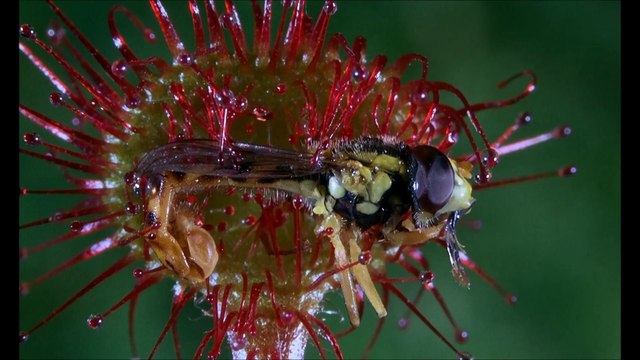 Marvin Balzer - Filmmusik zu Mikrokosmos