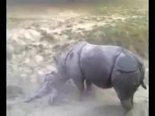 rhino in pakistan