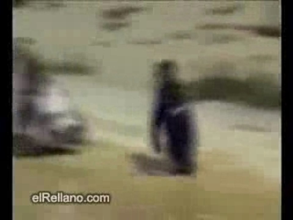 Pingouin marrant