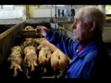 Gaston Wuidard apporte ses derniers cochons à l'abattoir de Liège qui va fermer ses portes