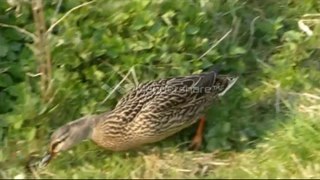 Les canards de TiTou