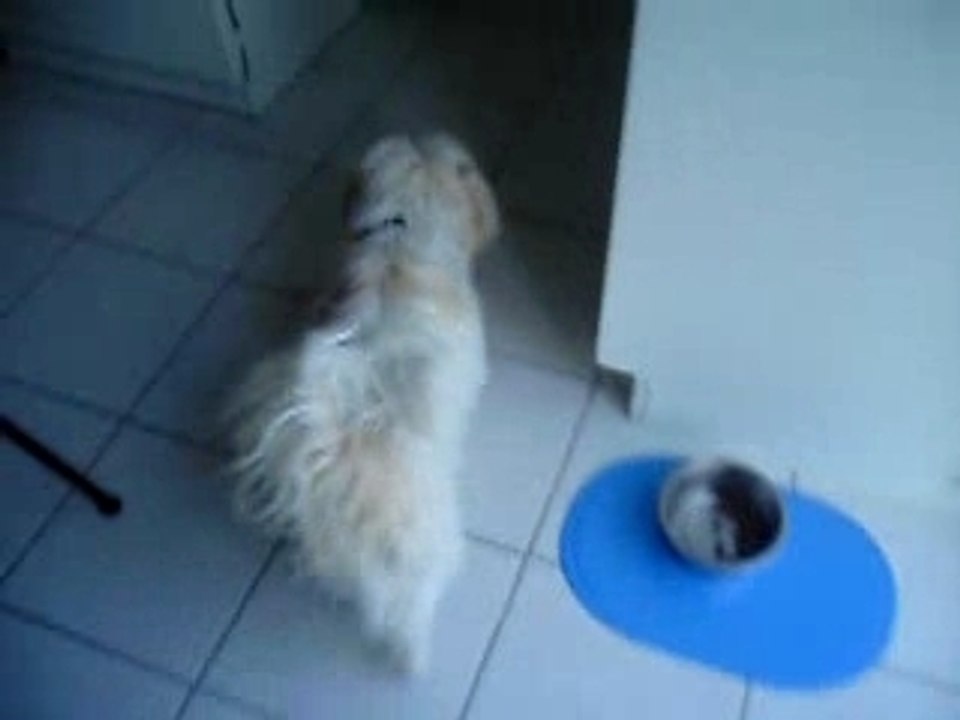 mon chien perdu